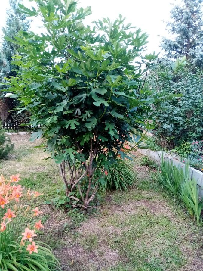 Guesthouse Smiljanic Slavkovica Exterior foto